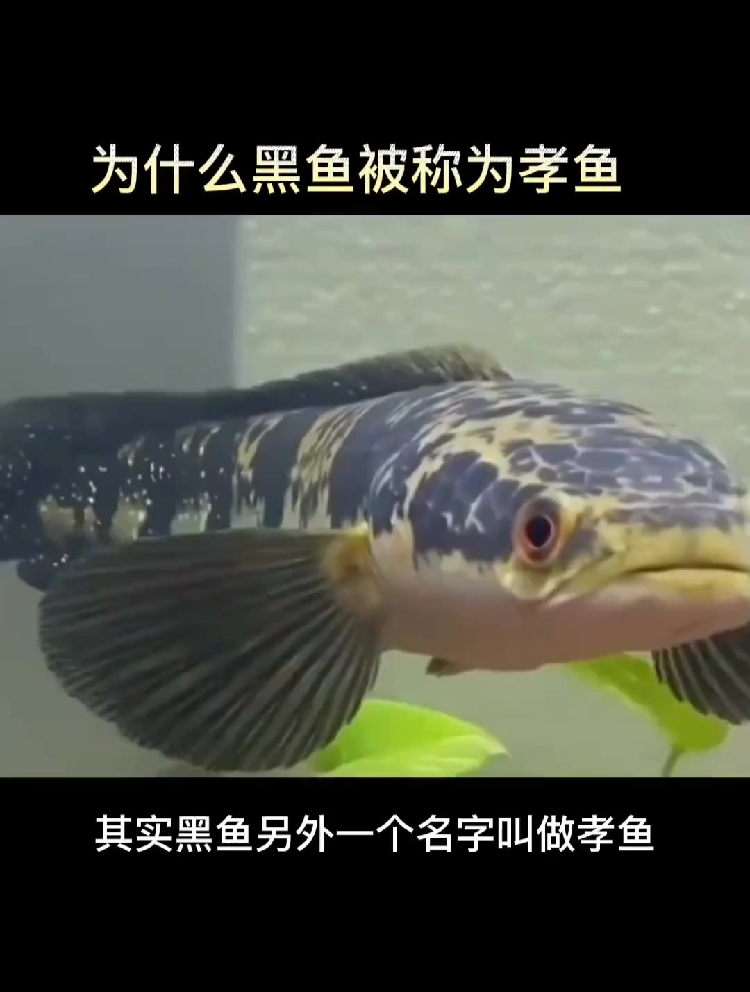 为什么黑鱼被称为孝鱼