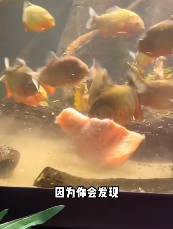 虎头鱼,一种不挑食的小鱼