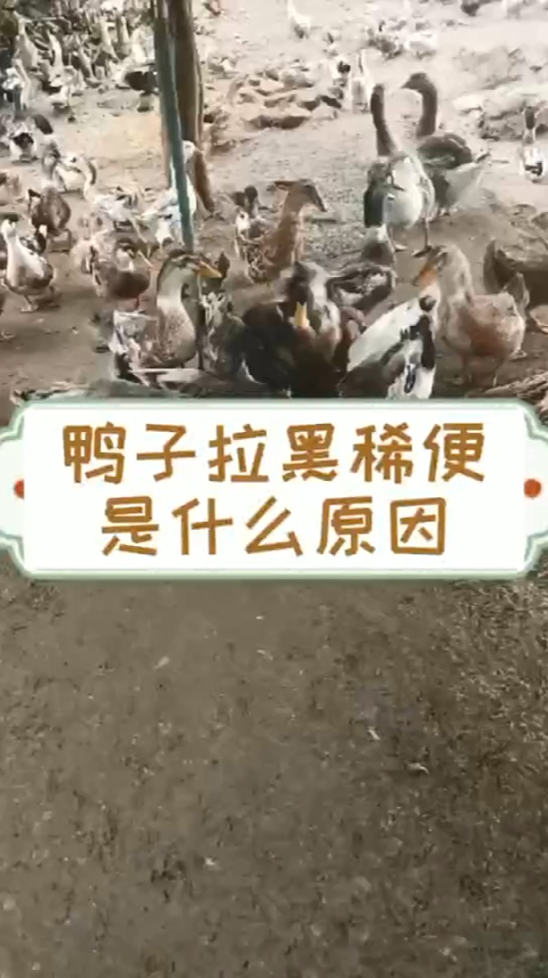 鸭子拉黑色稀便什么原因 鸭拉黑色粪便怎么办 鸭子拉黑色稀便用什么鸭子拉黑屎是什么病