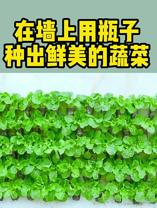 教你用饮料瓶在墙上种菜,方法简单又有趣!