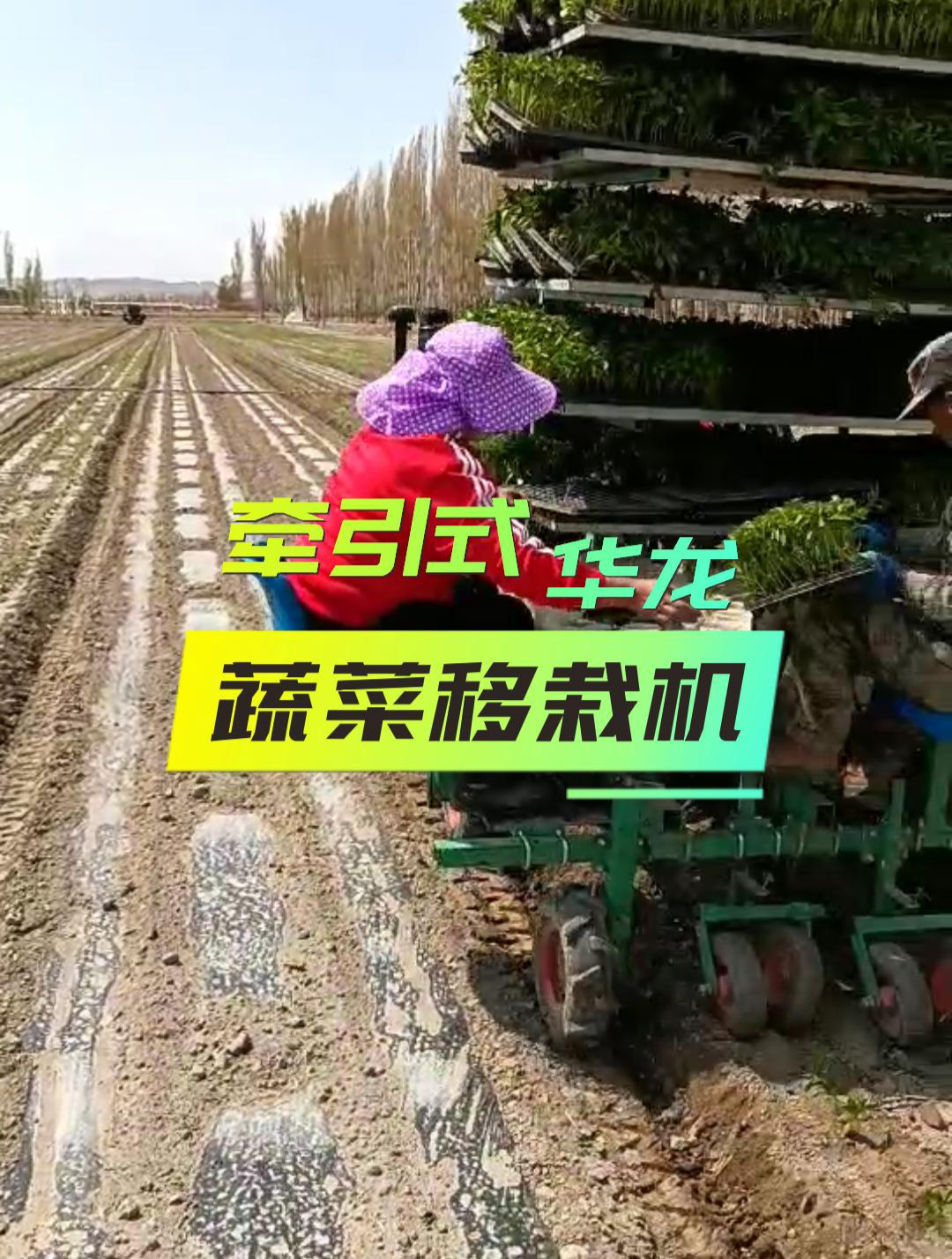 牵引式蔬菜移栽机
