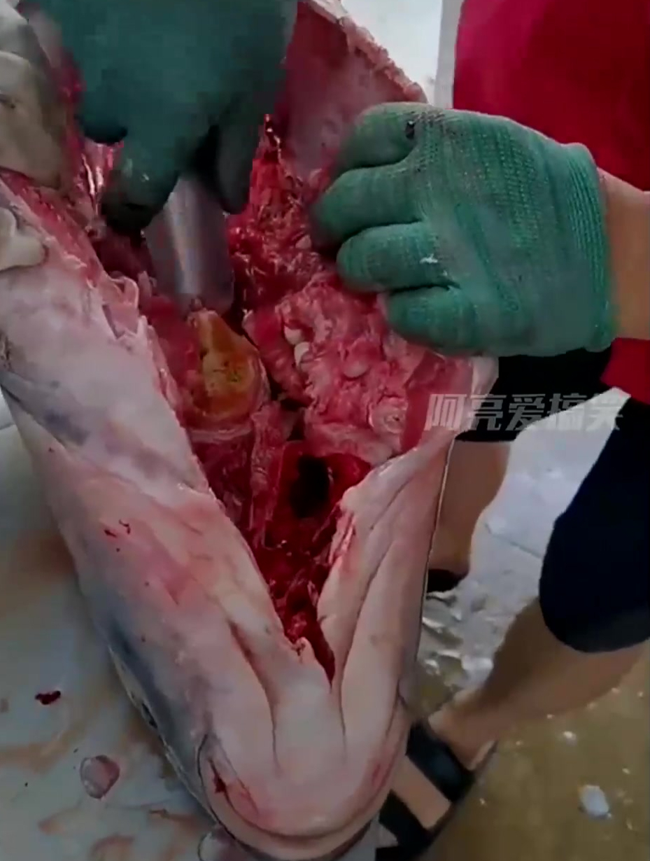 杀鱼剥出超大鱼惊骨,它连自己都保护不了,还能保护你