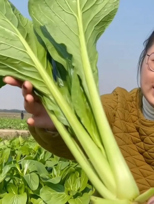 三天发芽,二十天采收的“青梗小白菜”,口感鲜嫩脆甜!