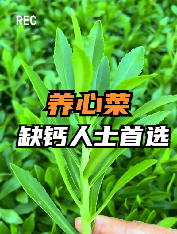 蔬菜中的“补钙之王”,3块钱一斤,营养堪比牛肉,缺钙人士首选