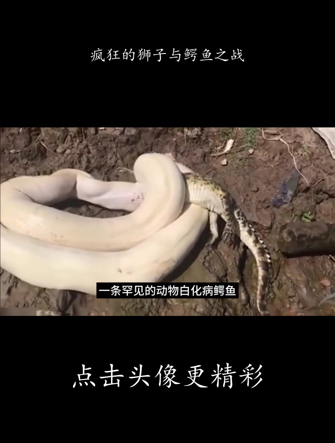 疯狂的狮子与鳄鱼之战