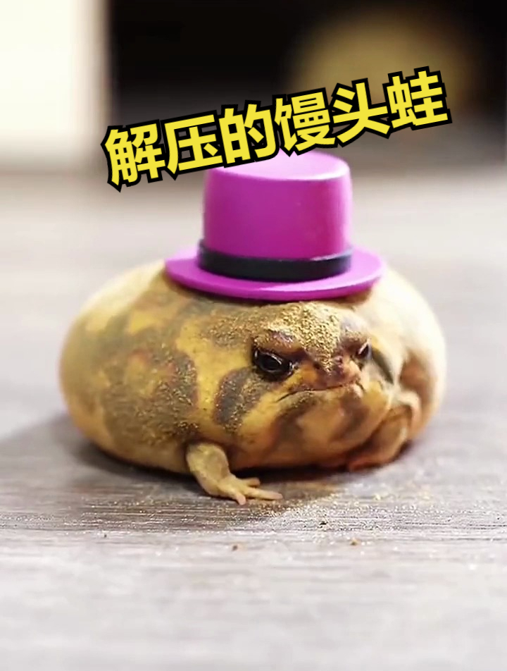 这么可爱又解压的馒头蛙,你爱了吗?