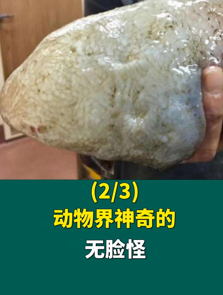 给你一条无眼鱼,你是否敢吃?