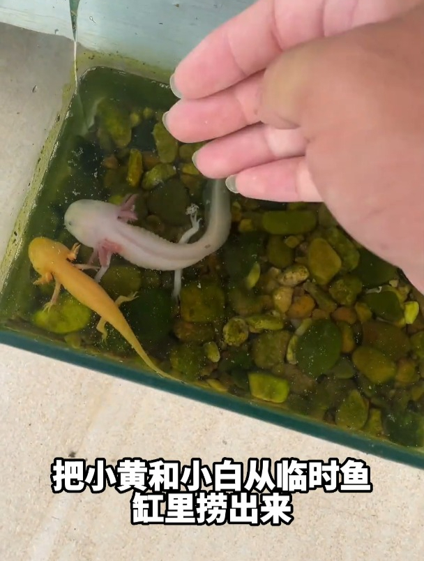 为2只六角恐龙抓食物,凌晨5点去小河边抓鱼