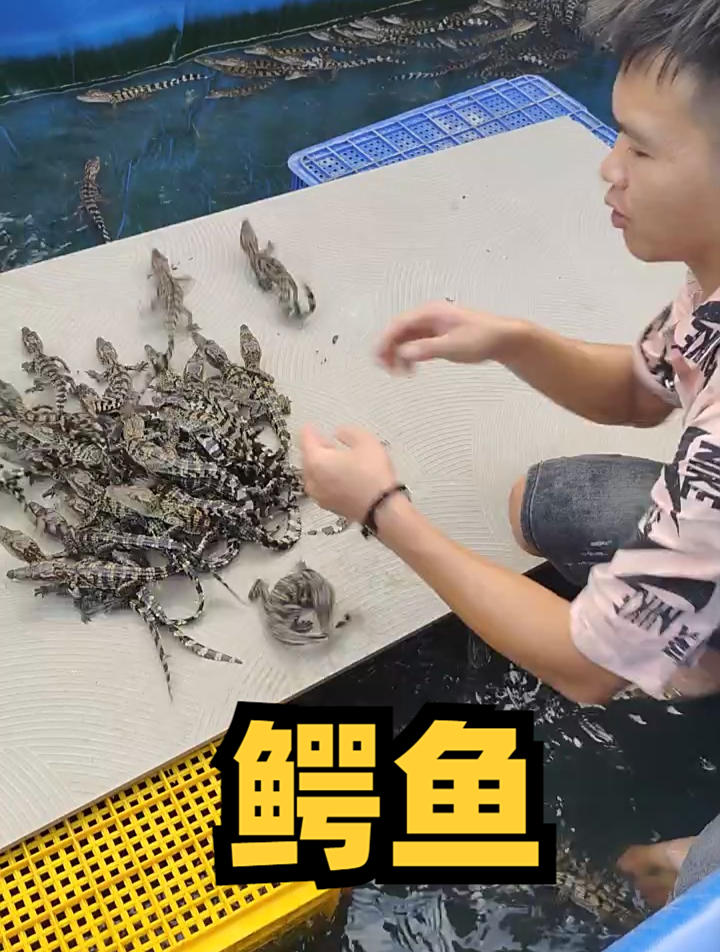 小鳄鱼一把一把的抓