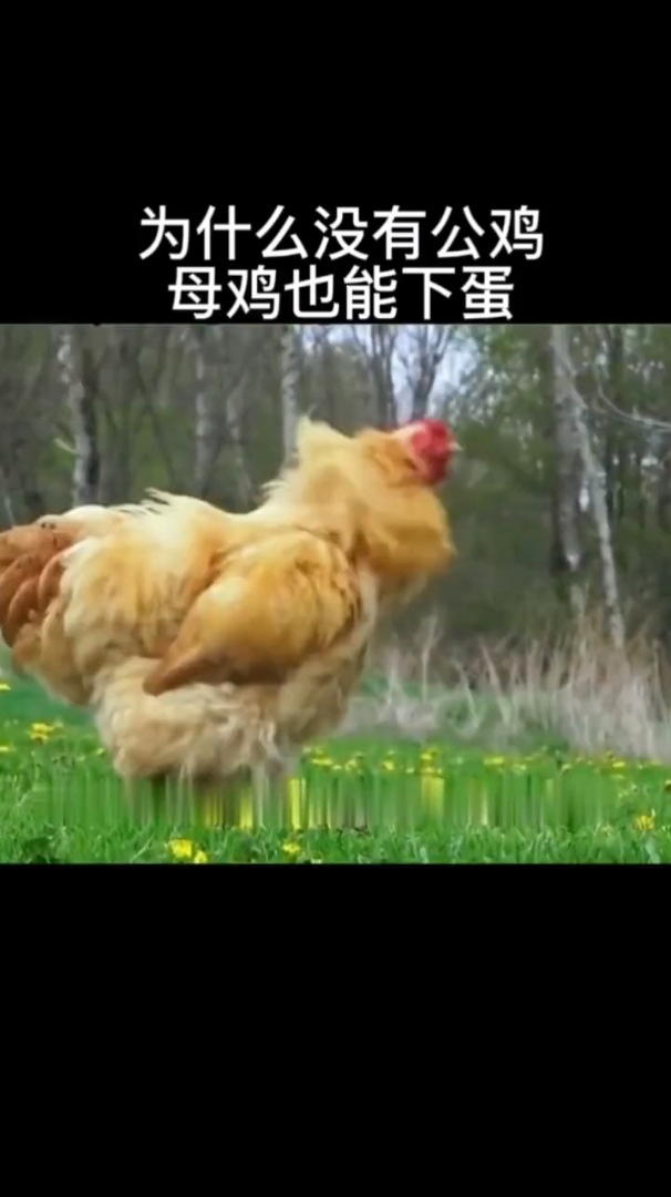 为什么母鸡没有公鸡也能下蛋?那要公鸡干吗?