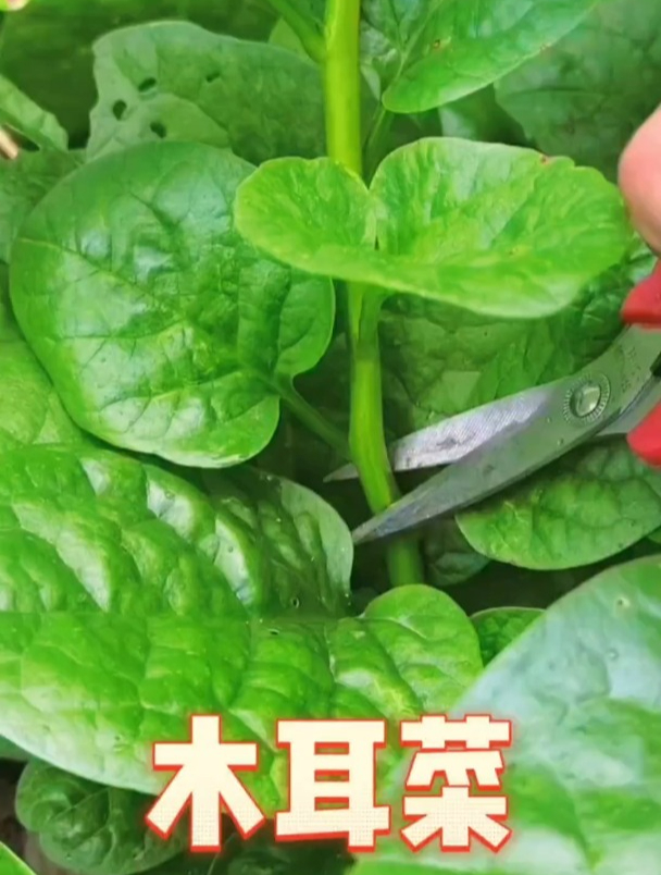 木耳菜你认识吗?