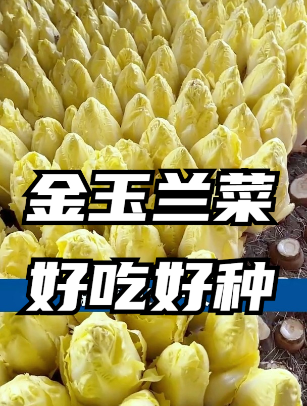 人称“黄金菜”,长得像娃娃菜,生长过程更是奇特竟然不能见光