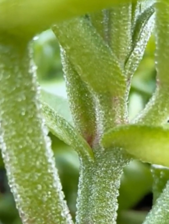 为自己带“盐”的水晶冰菜,颜值高口感好,种一颗全家都吃不完!