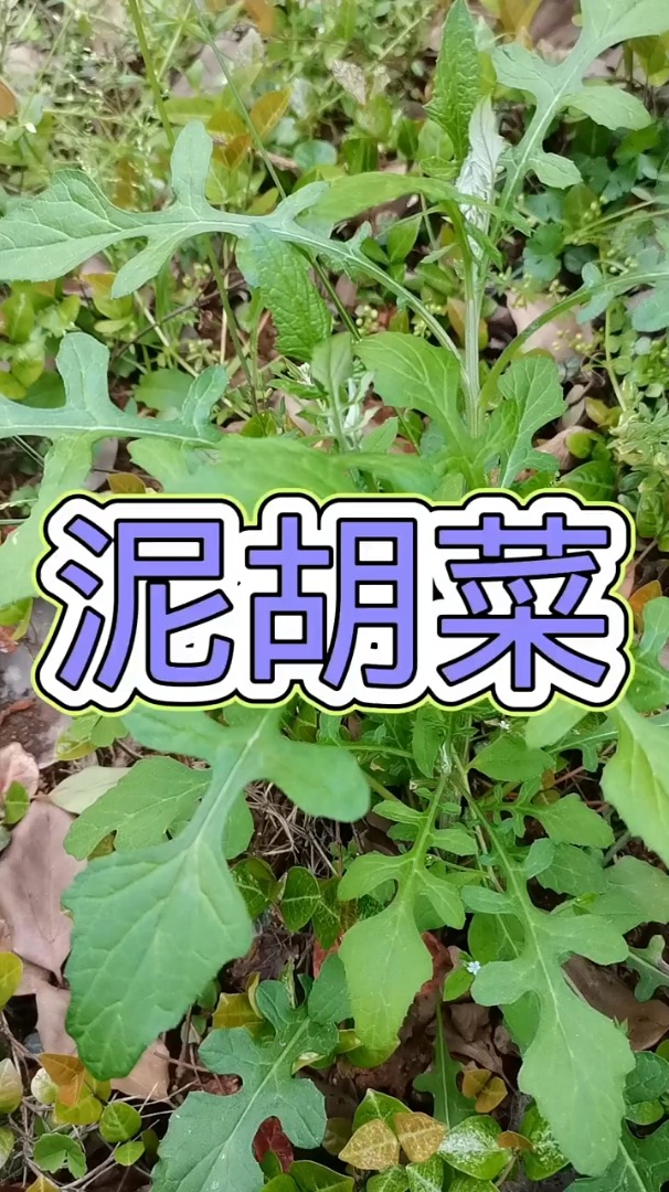 泥胡菜你认识这个植物吗