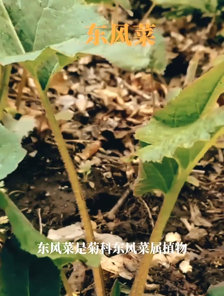 野生草药,中药本草风菜