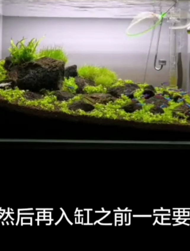 工具鱼如何入缸?五条小精灵入缸,给我可劲儿地啃藻吧 水草造景