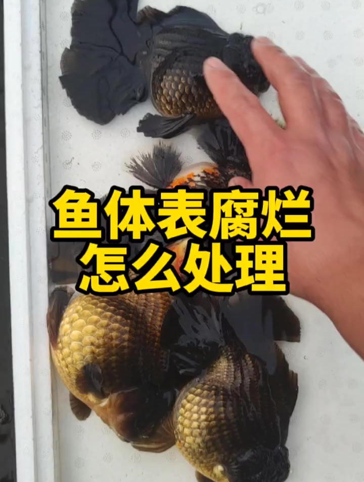 鱼体表腐烂怎么处理