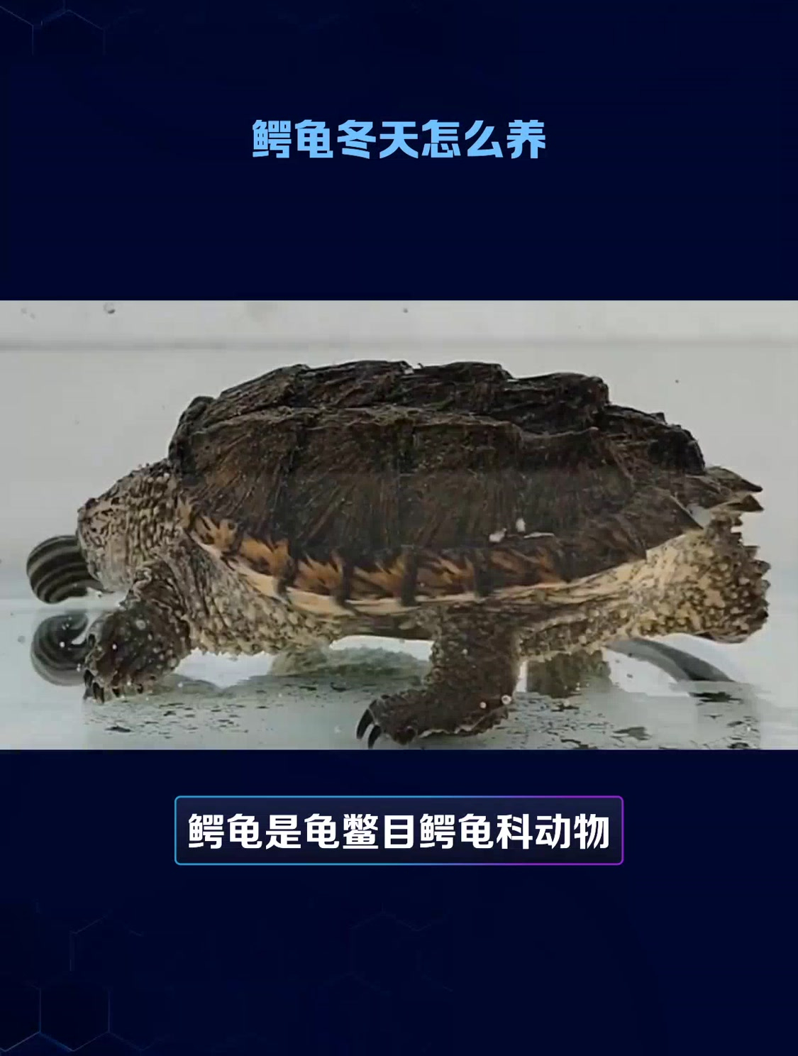 鳄龟冬天怎么养的方法