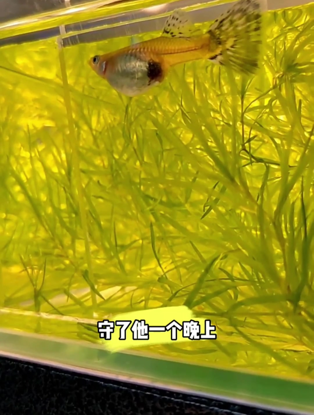 头次看这么漂亮的鱼产卵,这也太神奇了吧,真的好新奇