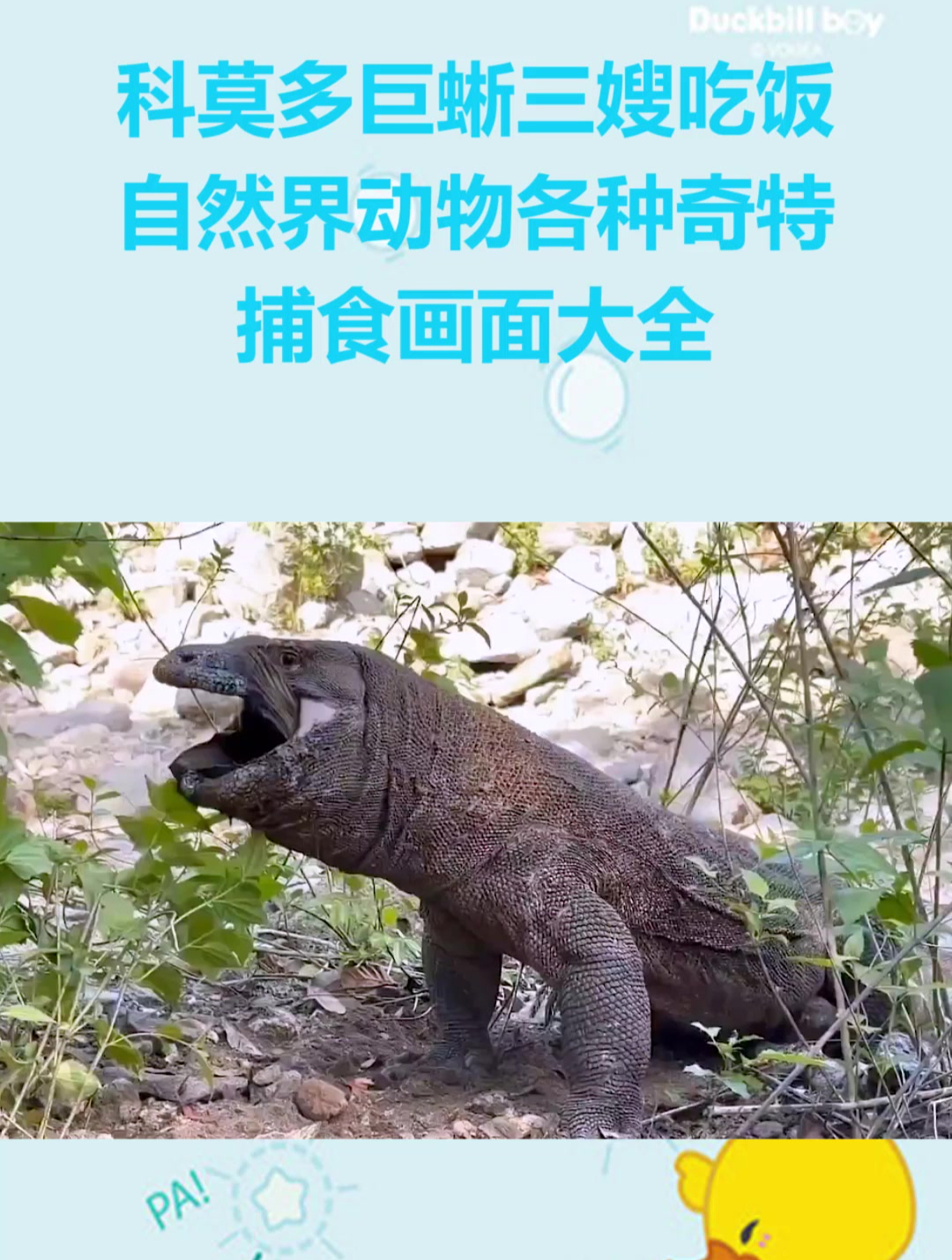 科莫多巨蜥三嫂吃饭 动物世界,自然界动物各种奇特捕食画面大全
