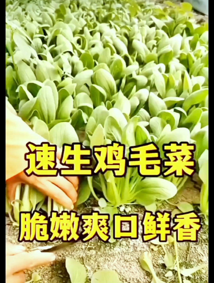鸡毛菜发芽快耐寒采收时间长达9个月，详细分享长势快的种植方法~