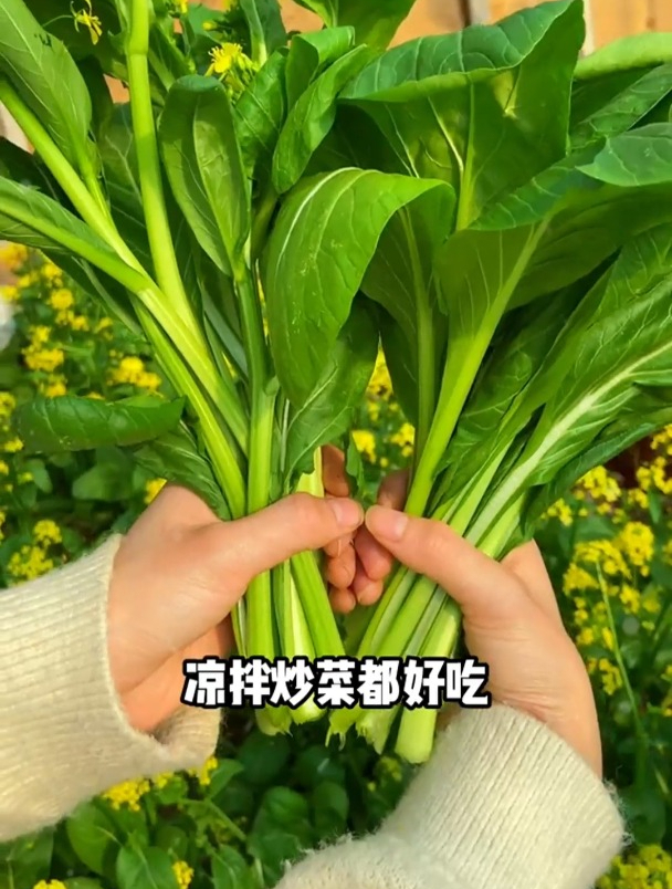 广东特色蔬菜,采割之后,做好肥水管理,3-4天又可以采摘一茬