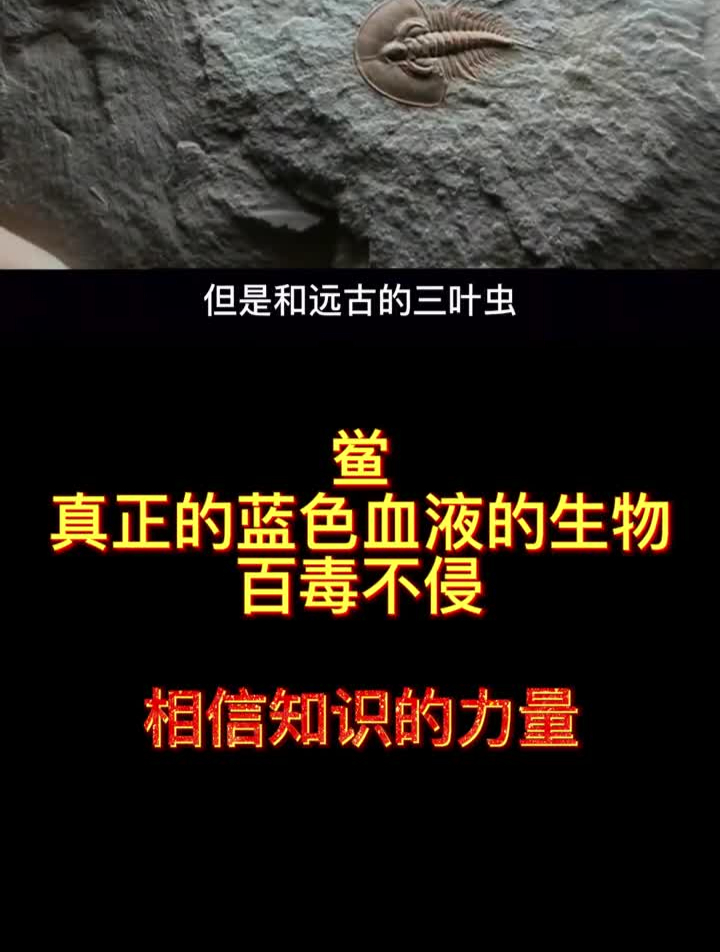 鲎!真正蓝色血液的生物,百毒不侵!