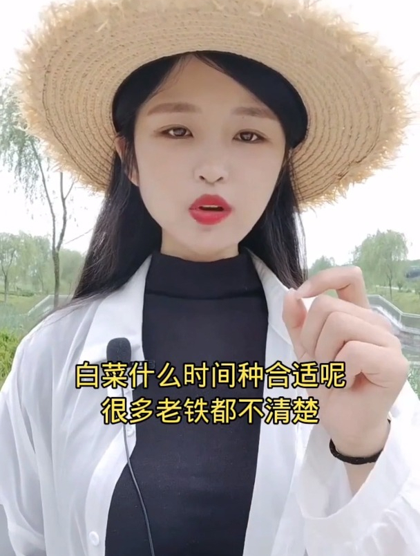 大白菜南北方最佳种植时间您都了解吗?