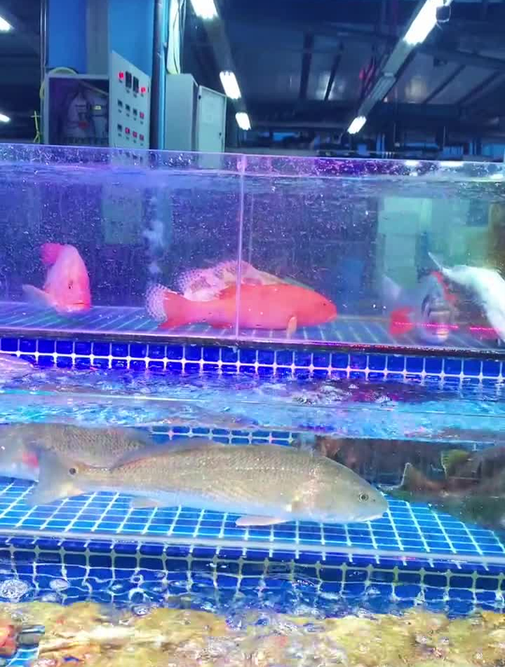 两口一条东星斑东星斑鲨鱼养鱼人老杨