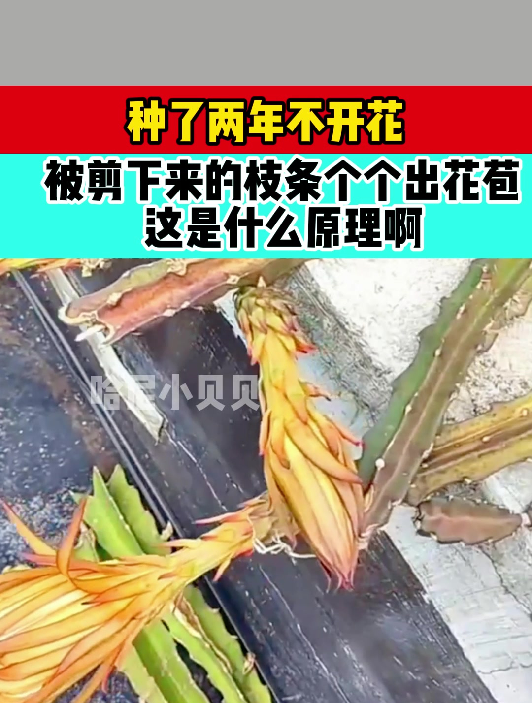 种了两年不开花,被剪下来的枝条个个出花苞,这是什么原理啊