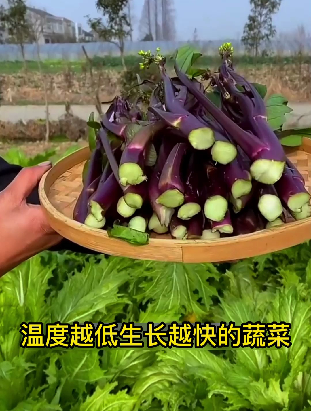 农村一种“红菜苔”,营养比菠菜高,好种不招虫,四季都能采摘!