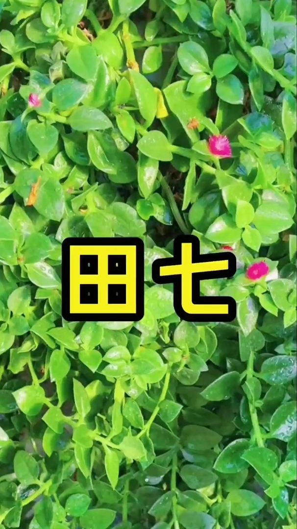 药食同源的蔬菜,你认识它吗?