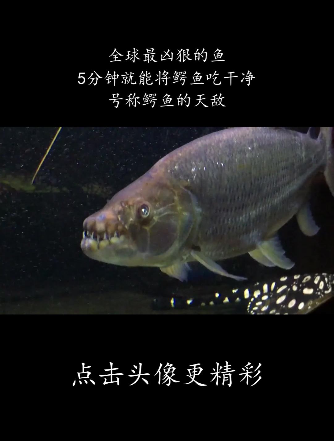 全球最凶狠的鱼,5分钟就能将鳄鱼吃干净,号称鳄鱼的天敌!