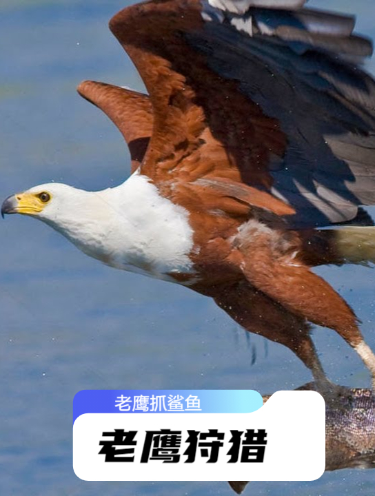 一只老鹰从海中抓起一条鲨鱼,网友:这也太秀了