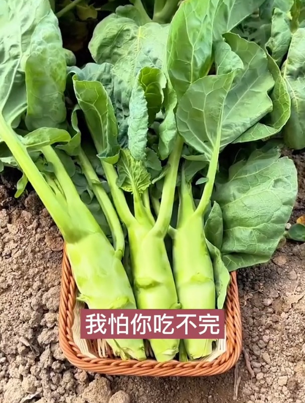 阳台种点“鸡腿菜”,营养价值极高,种上一次比韭菜还能割!