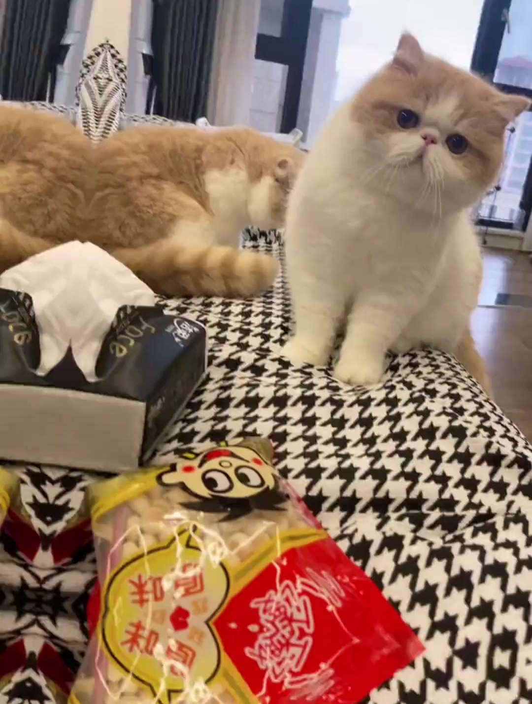 小猫咪,你不会是馋上我的旺仔小馒头了吧?