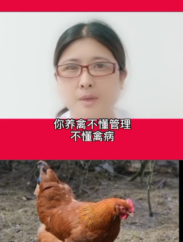 禽医玲兰姐谈母鸡长黄油代表什么 母鸡长黄油的原因