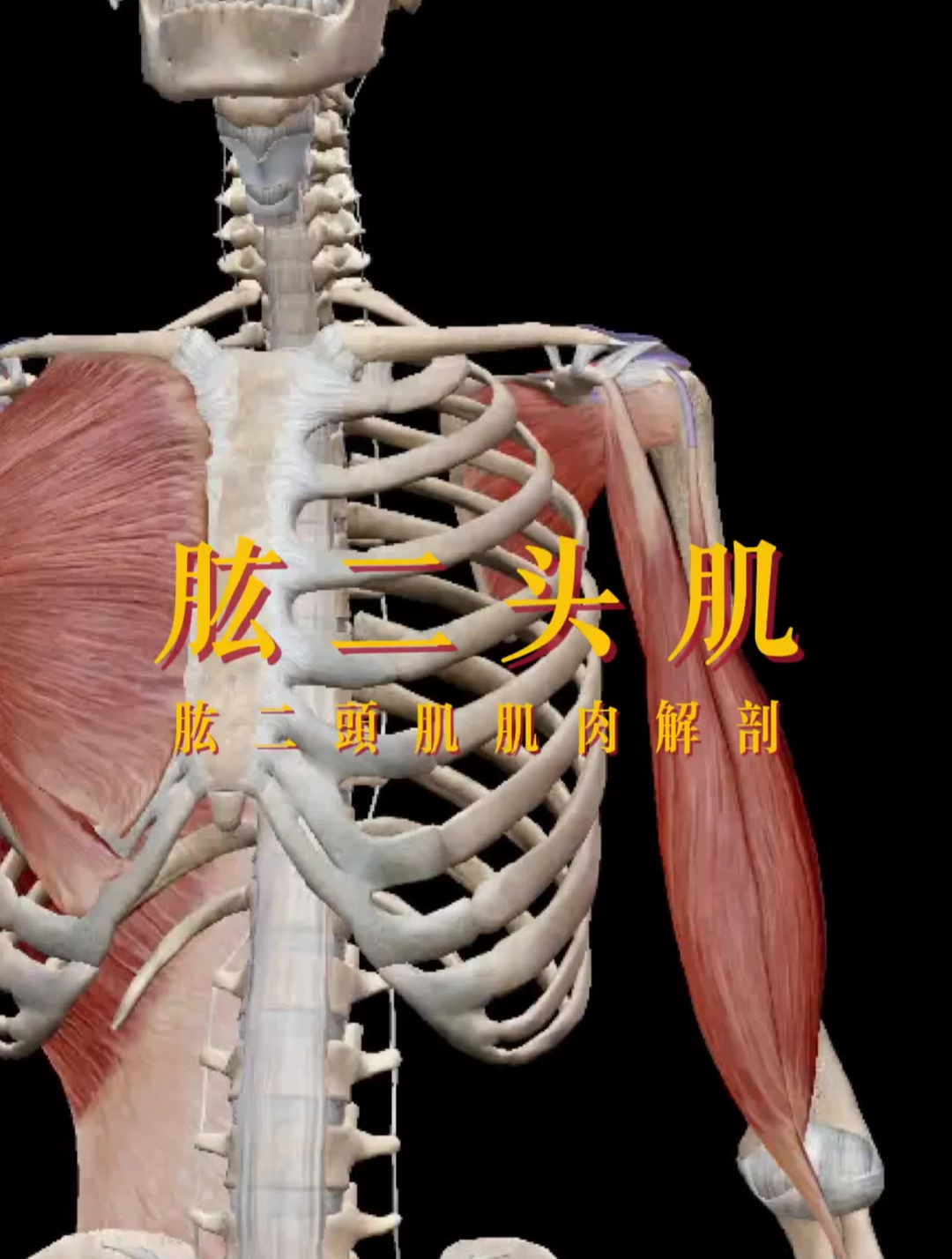 肱二头肌肌肉解剖