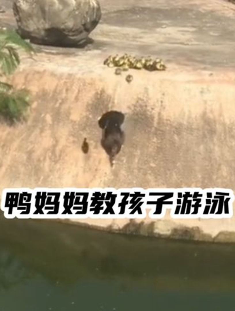鸭妈妈教小鸭子游泳!旁边的水鸟看愣了,这是下饺子?