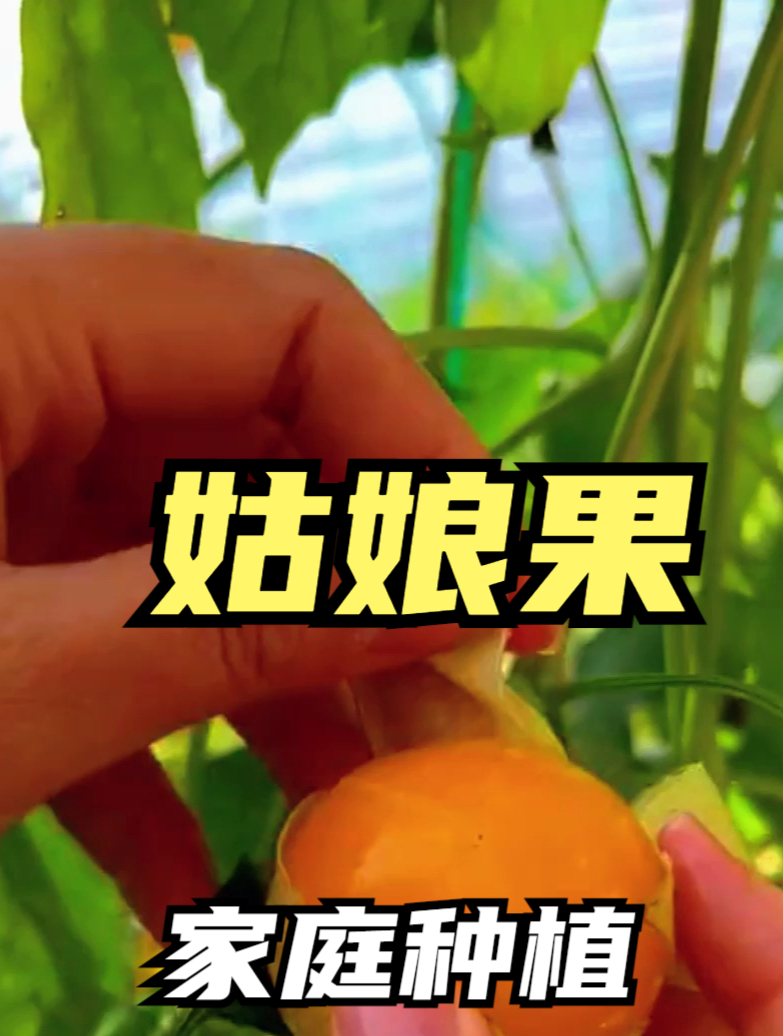 农村这野草俗称“姑娘果”,有除菌的功效,其营养价值高!