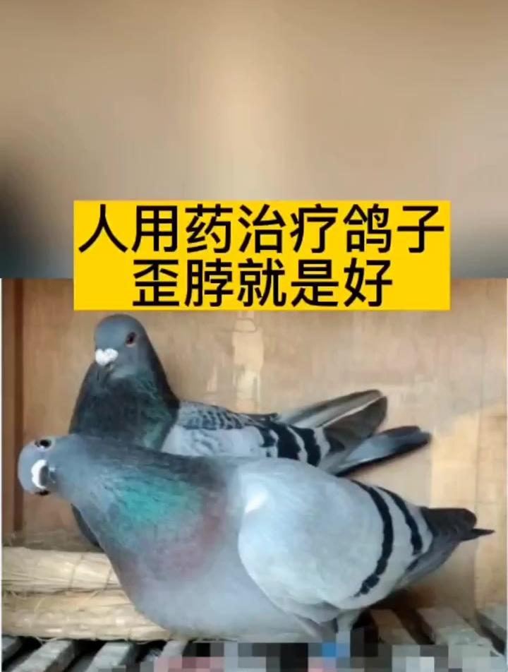 人用药治疗鸽子歪脖就是好