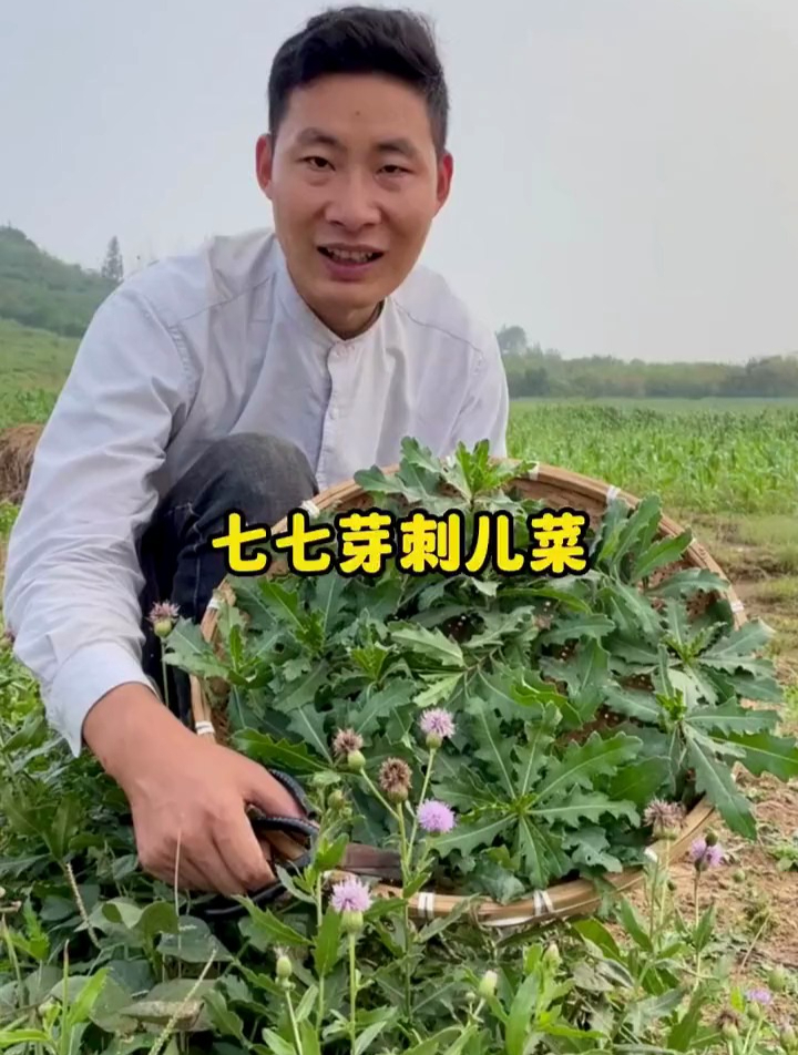 刺儿菜是小蓟的别称,我们当地人叫它七七芽,是一种非常优质野菜