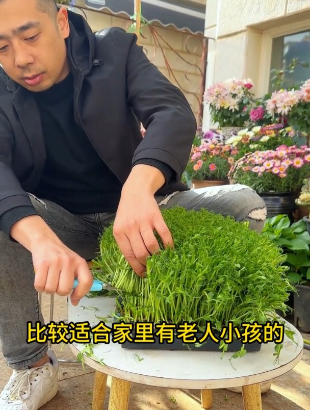 无土栽培豌豆尖,7天割一茬,太好种了
