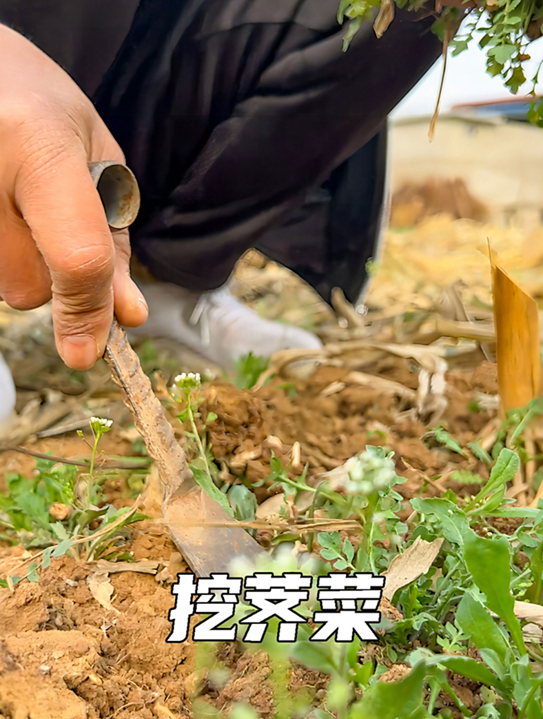 “秃妮子头揉三遍,给块猪肉也不换” 代表春天的野菜你吃过吗