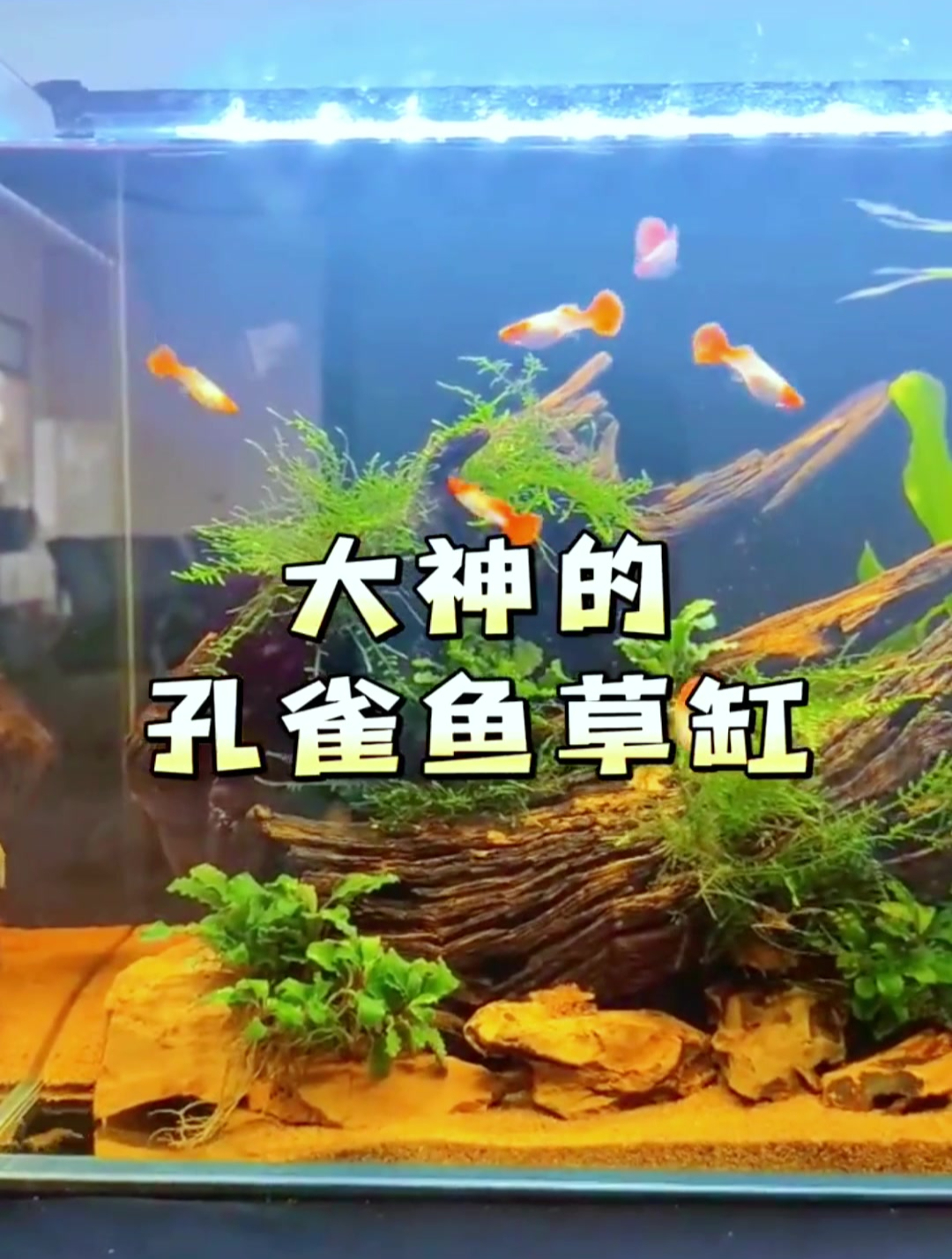 大神级别的孔雀鱼草缸你见过吗?和我一起观赏观赏!