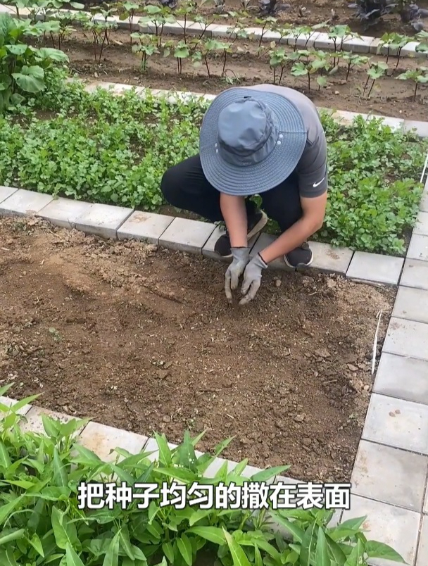 菠菜要想出苗快,出苗齐,在种之前先泡一下水!