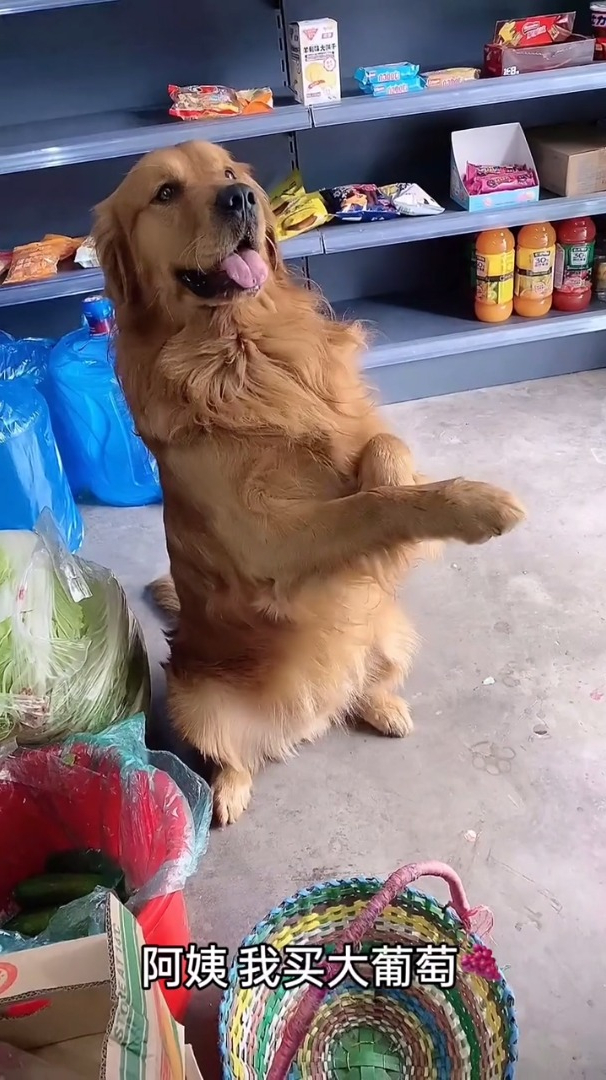 汤圆长大了,能照顾妈妈了