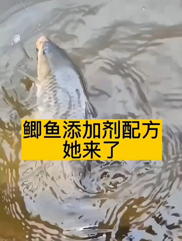 秋冬季节钓鲫鱼专用添加剂,千里香