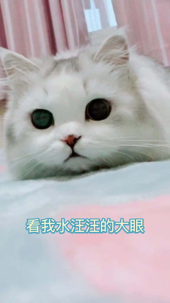 可爱的拿破仑猫猫