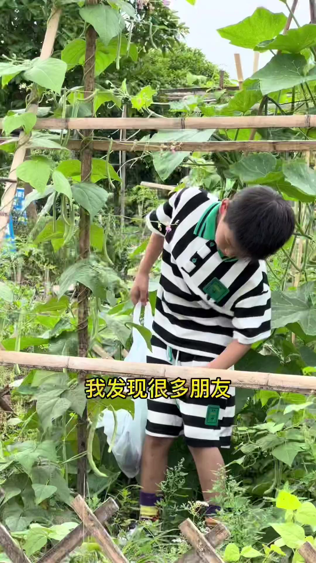 共享菜园不只是菜园!